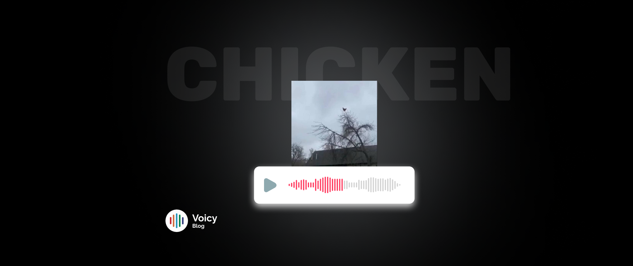 Voicy sounds blog on Screaming Chicken Audio Sound